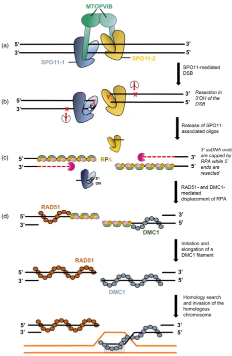 Figure 2 SPO11 initiates recombination by inducing chromosomal double-strand breaks (DSBs)