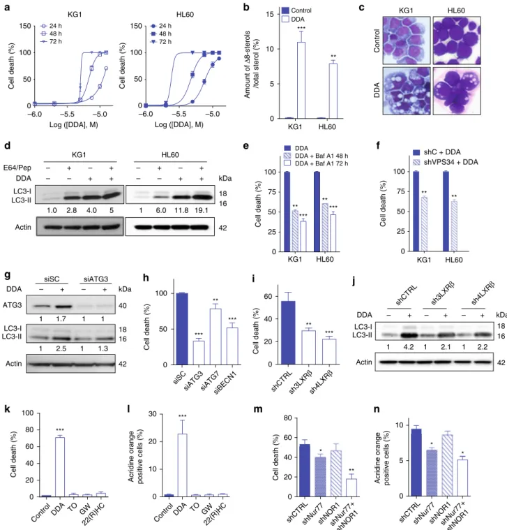 Fig. 6 DDA induces lethal autophagy in AML cells via LXR β . a DDA-induced cell death in KG1 and HL60 cells was determined over time as in Fig