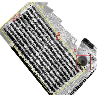 Fig. 2. Thermal ortho-mosaic of the study plot (August, 8 th ). (a) Apple tree orchard