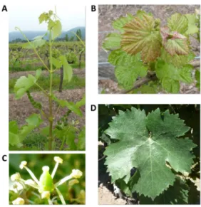 Figure 1. Ampelographic characteristics of the unknown  cultivar: shoot (A), young leaves (B), flower (C) and mature  leaf (D).
