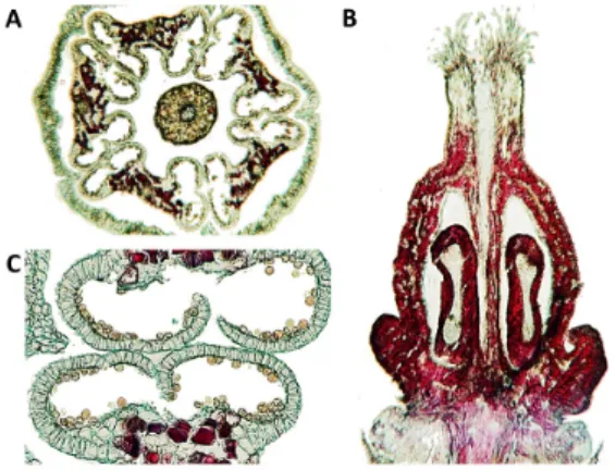 Figure 3. Microscopic  images  of  the  unknown  cultivar  flower tissue on November 16 (E-L 26; cap-fall complete): 