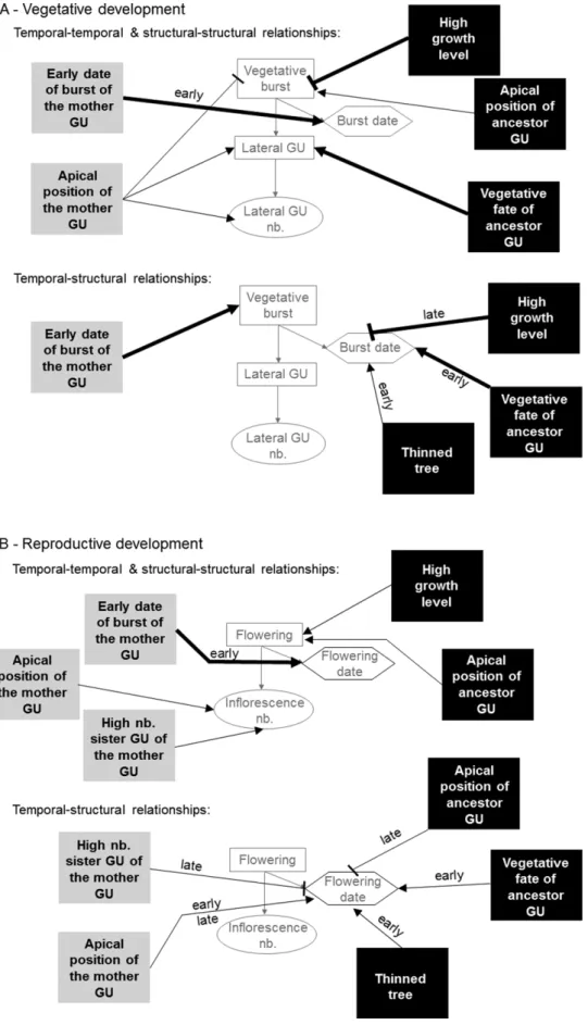 Fig. 4.  Summary of the relationships between structural and temporal variables. Vegetative (A) and reproductive (B) development  models are represented as oriented tree graphs where each vertex corresponds to a response variable (Fig. 2)
