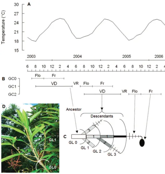 Fig. 1C: GL2, GU1 and GU2 are sister GUs). The rhythmic growth  of mango trees thus leads to highly interwoven structural and  tem-poral development components.