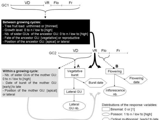 Fig. 2.  Integrative vegetative and reproductive development models of mango tree superposed on the temporal succession of  growing cycles (see also Fig. 1)