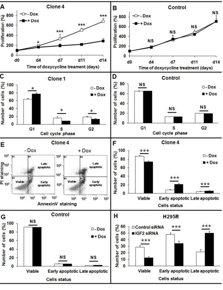 Figure 4. Consequences of IGF2 knock-down on cellular growth, apoptosis, and the cell cycle in H295R cells