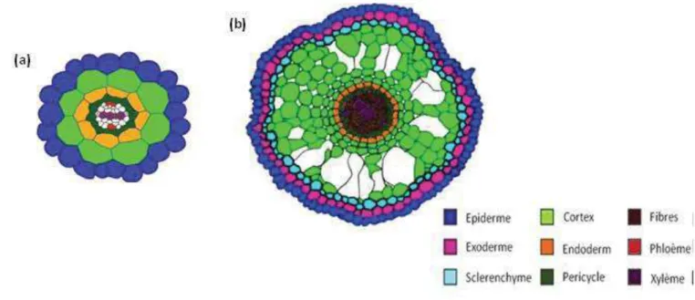 Figure 3: Anatomie racinaire comparée entre Arabidopsis thaliana et le riz. (Nakajima, Sena  et al