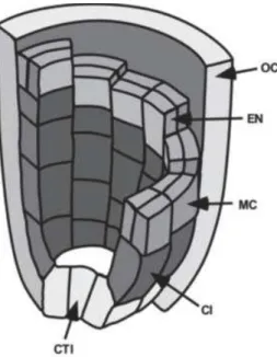 Figure  2  :  Utilisation  de  marqueurs  histochimiques  pour  l’identification  de  l’endoderme  d’Arabidopsis thaliana (Helariutta, Fukaki et al