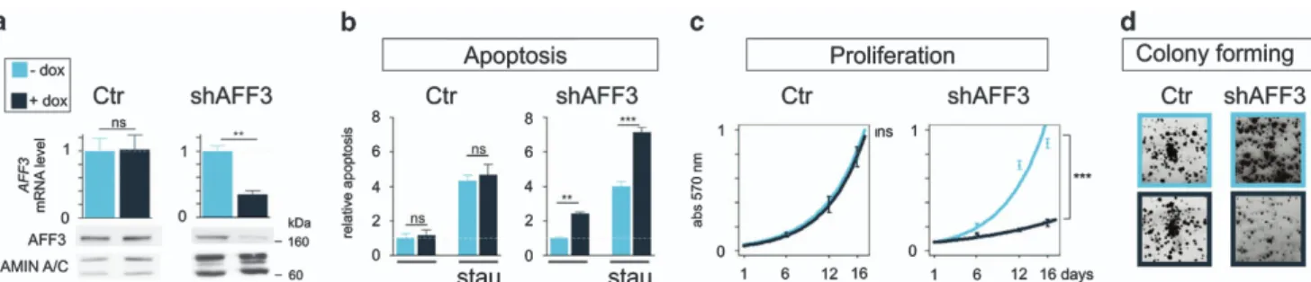Figure 6. AFF3 silencing alters apoptosis, proliferation and colony forming. (a) Histogram of AFF3 mRNA levels and western blotting showing protein accumulation in Ctr and shAFF3 clones 5 days after addition of doxycyclin (dox) to the culture medium (0.2 m