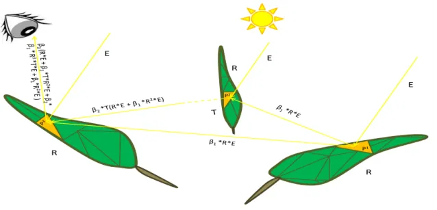 Figure 7: Some cases of leaf illumination in its natural environment  E: lighting source radiance