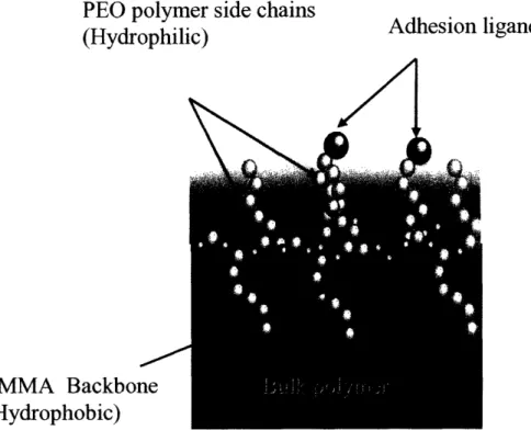 Figure  3.  Structure  of Comb  Polymer (Koo,  Irvine  et  al.  2002).  The hydrophilic  side  chains move  freely  in  the aqueous  environment  and prevent protein  adsorption  to the  surface.