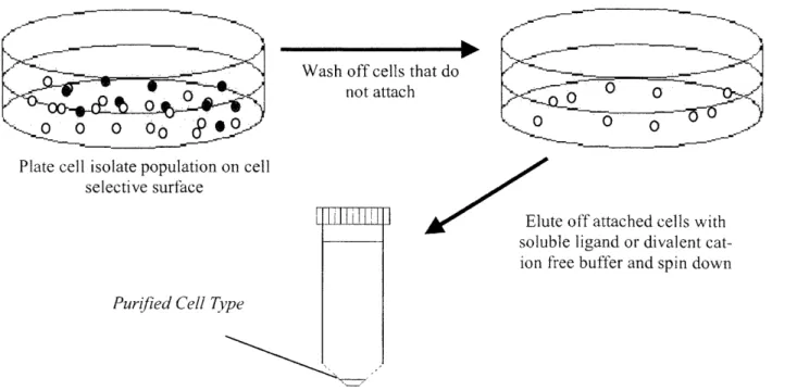Figure  5.  Proposed  Adhesion  Based  Sorting  Process.  Sorting  by integrin  adhesion  would require  that cells  spend  less  time in  suspension  and could  be readily  applied  to  different  species.