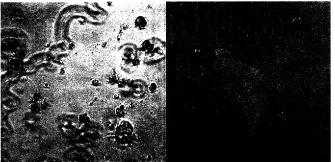 Figure  9.  Unidentified  NPC  on REDV  Surfaces.  These  cells  are thought  to be  small hepatocytes present  in  the NPC  fraction.