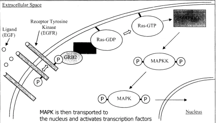 Figure  10.  General  Scheme  of Receptor  Tyrosine  Kinase  Signaling  Cascade.  EGF  activates  a complicated  signally  cascade  that results  in  transcriptional  modulation.