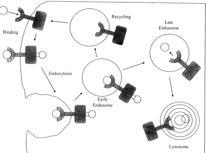 Figure  11.  Summary of Trafficking  and  Signaling  of EGFR.  EGF  signaling  can  continue  after the EGF  receptor  complex  has been  endocytosed.