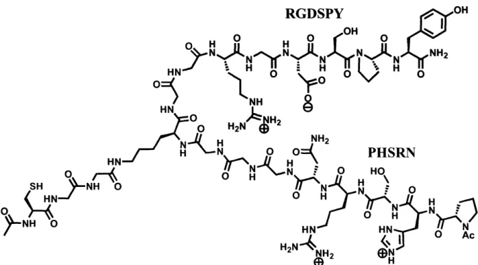 Figure  12.  Structure  of SynKRGD  (Courtesy of Maria  L.  Ufret Ph.D.).  The branching  of SynKRGD  provides  freedom  of movement  such that each  arm  can find  its optimal binding position.