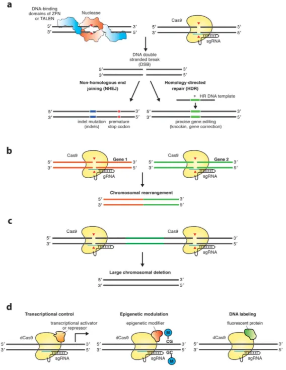 Figure 1. Genome editing applications of CRISPR-Cas9