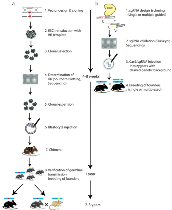 Figure 2. Methods for generating genetically modified rodents