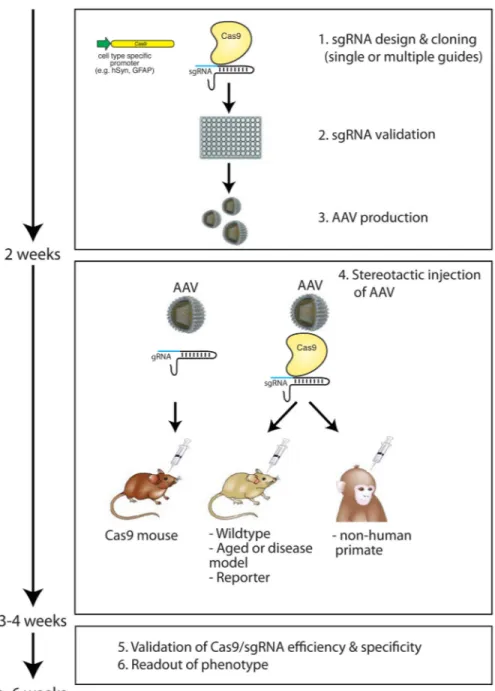 Figure 3. In vivo genome editing strategies using viral delivery of Cas9 in the mammalian brain Cas9 nucleases enable precise in vivo genome editing of specific cell types in the 