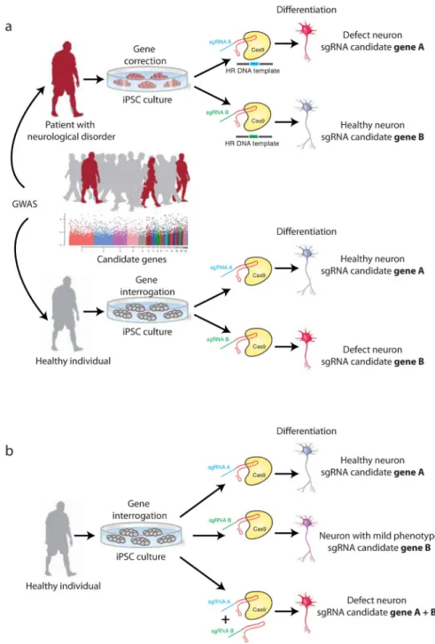 Figure 4. In vitro application of Cas-based genome editing in human induced pluripotent stem  cells (iPSCs)