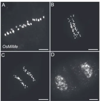Figure  8  Male  meiosis  I  in  OsMiMe. (A)  Metaphase  I  with  24  DOLJQHG XQLYDOHQWV (B,  C) Anaphase  I  with  segregation  of  24  pairs of chromatids
