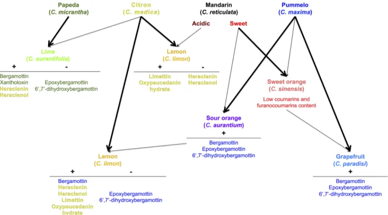 Fig 8. Schematic representation of coumarin/furanocoumarin inheritance from the 4 ancestral taxa (pummelo, mandarin, citron, and papeda) in the cultivated Citrus species