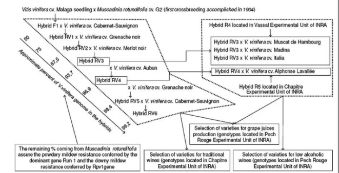 Figure 5. Schéma du programme d’amélioration génétique pour la résistance aux parasites par  rétro-croisements sur divers Vitis vinifera à partir de Muscadinia rotundifolia