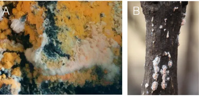 Fig.    1.  Neurospora  colonies  growing  on  the  surface  of  coffee  ground  (A)  and  burned 711 