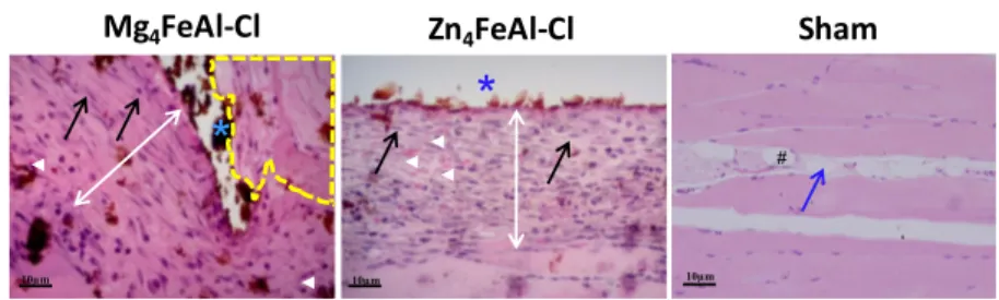 Figure 9. Histological aspect of the implants showing the ﬁ nal tissue reconstruction and the persistence of implanted LDH tablets after 28 days: