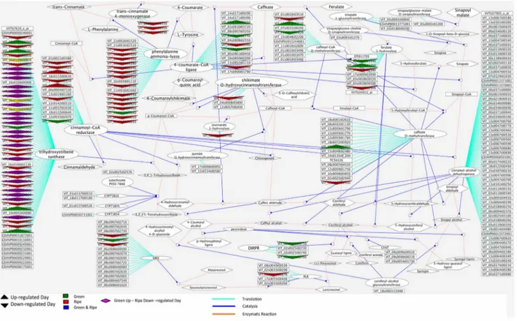 Figure 7. Cytoscape image of day/night modulated transcripts within the phenylpropanoid pathway