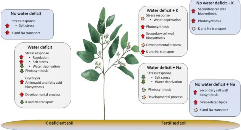 Fig 7. Eucalyptus grandis leaf response to water deficit and K and Na fertilization.