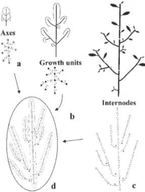 Figure 2.12: A tree at diﬀerent scales of perception. (a) axis scale, (b)growth unit scale, (c) internode scale, (d) corresponding multiscale tree graph.
