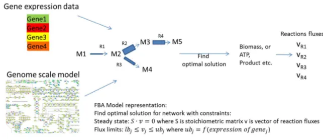 Figure 4. In the examples presented by [71,72], gene expression data are used to define the upper limit for fluxes across reactions catalyzed by that gene