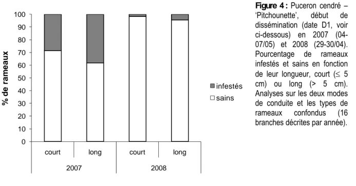 Figure 4 : Puceron cendré – 