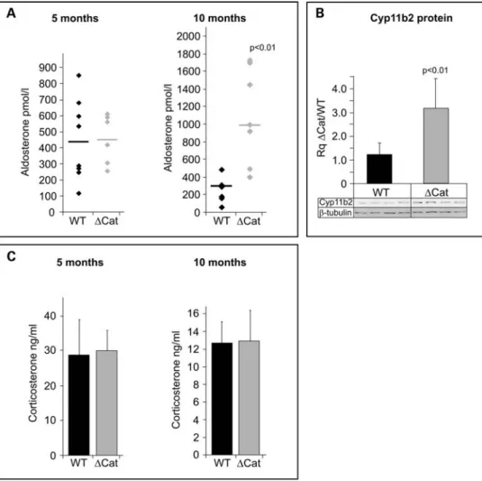 Figure 6. b-Catenin activation induces hyper-aldosteronism. (A) Aldosterone concentration is increased in 10-month-old DCat mice