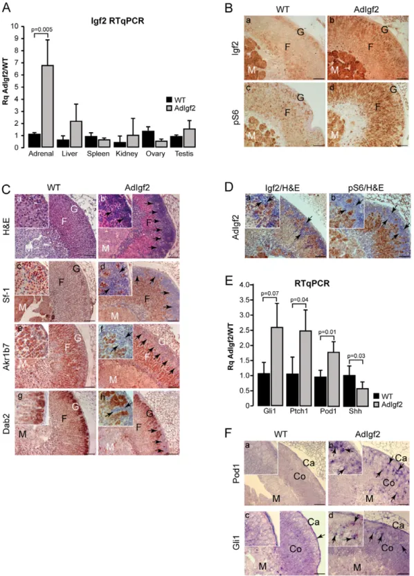 Figure 1. Characterisation of AdIgf2 transgenic mice adrenals. A- Igf2 is overexpressed in the adrenals of transgenic mice