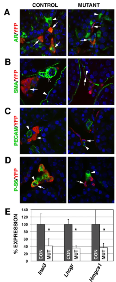 Fig. 7. Properties of SF1-deficient adult Leydig cells. (A) Control Leydig and Sertoli cells express nuclear-localized androgen receptor (AR) (arrows and arrowhead, respectively)