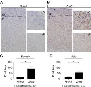 Figure 2. Loss of ZNRF3 induces rapid adrenal growth. (A) Whole adrenals from Znrf3 cKO andRnf43;Znrf3 double-knockout (dKO) mice are significantly larger in size at 6 wk compared with control or Rnf43 cKO mice