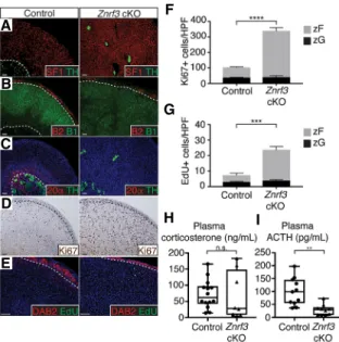 Figure 3. Loss of ZNRF3 results in proliferative expansion of the zF. (A – C ) ZNRF3 loss expands the zF and disrupts organization of the inner adrenal medulla