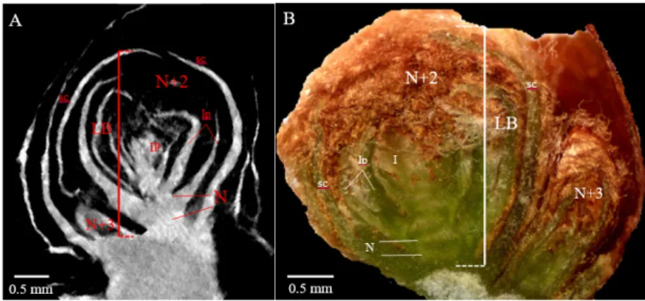FIGURE 1. Latent bud morphological parameters measured by x-ray microtomography (A) and stereomicroscopy (B).