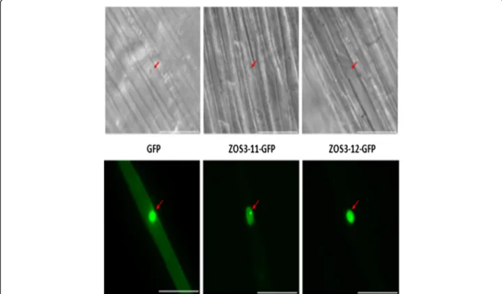 Fig. 1 Localization of ZOS3 – 11 and ZOS3 – 12 in cells of rice coleoptile. GFP (left) and the fusion constructs ZOS3 – 11-GFP (centre) and ZOS3 – 12- 12-GFP (right) were transiently expressed under the control of the CaMV 35S promoter