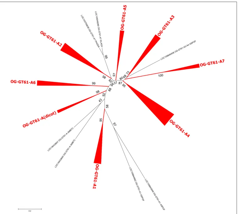 FIGURE 4 | Phylogenetic tree obtained with 164 GT61 sequences from clade A. Clades corresponding to orthogroups are collapsed