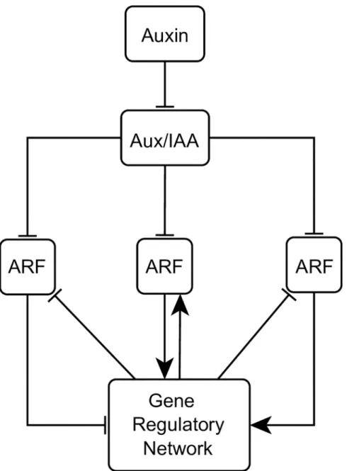 Fig 7. Nonlinear coupling between the auxin signaling pathway and the gene regulatory network