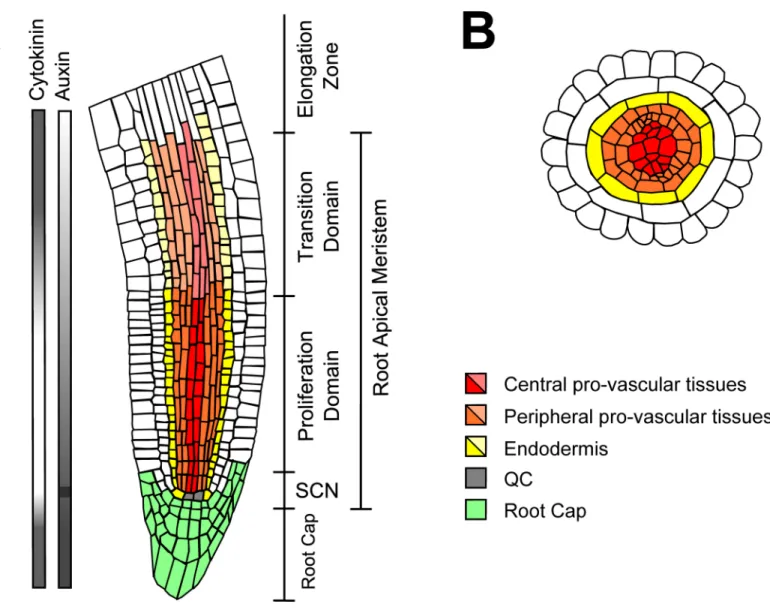 Fig 1. Schematic representation of the RAM of A. thaliana. (A) Longitudinal cross-section of the RAM