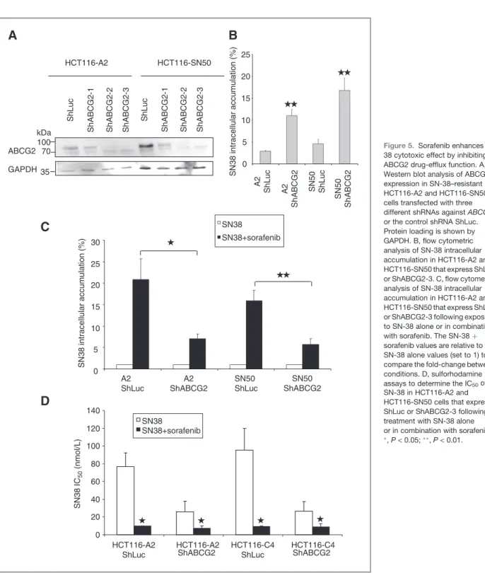 Figure 5. Sorafenib enhances SN- SN-38 cytotoxic effect by inhibiting ABCG2 drug-efﬂux function