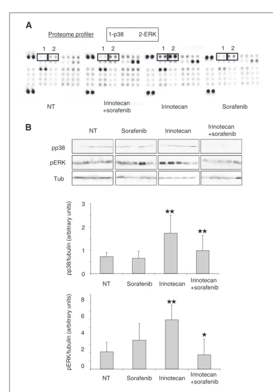 Figure 6. Effect of sorafenib þ irinotecan on activation of intracellular kinases. A, phosphorylation status of intracellular kinases was compared using proteome proﬁler array in nuclear extracts from xenografts from untreated (NT) or mice treated with iri