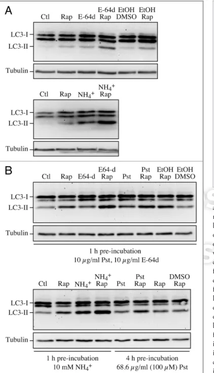 Figure 6. Effect of different inhibitors on LC3-II accumulation.