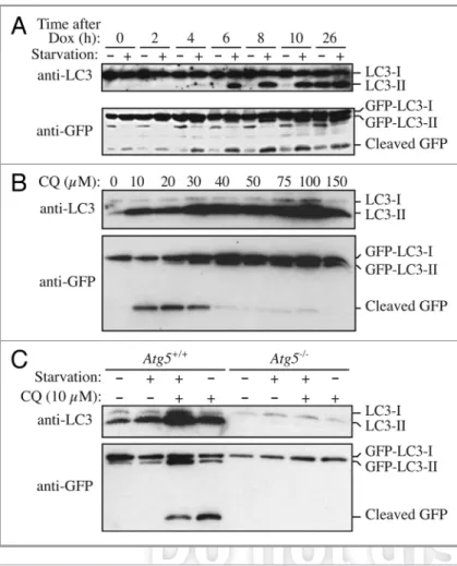 Figure 7. GFP-LC3 processing can be used to monitor delivery of autophagosomal membranes