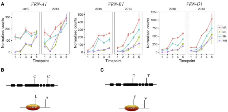 Figure 5. Gene expression and nucleotide differences of VRN-A1 in NO and MA. A, Expression levels of VRN-A1, VRN-B1, and VRN-D1 genes in MA, NO, SN, and WM during cold acclimation