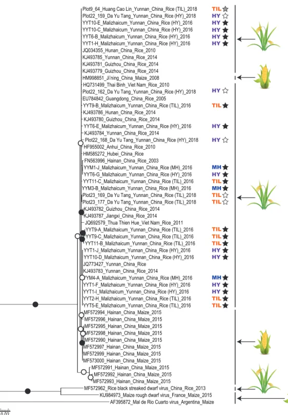 Figure 2. Maximum-likelihood phylogenetic trees of partial SRBSDV segment 8 sequences (624 nt in length)