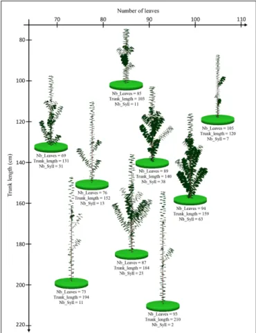 FIGURE 6 | Graphical outputs of MAppleT simulations for nine apple tree genotypes with contrasting architectures